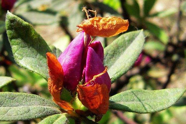 杜鵑花花苞干了怎么辦，追施磷肥/增加通風