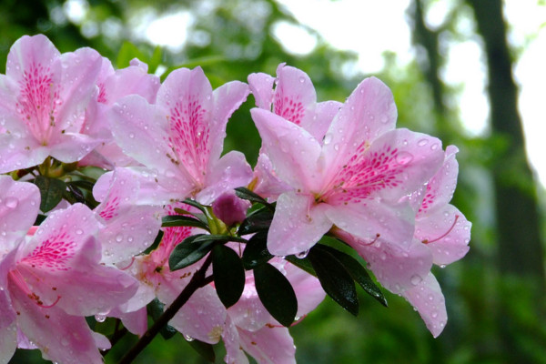 杜鵑花葉子發黑干枯怎么辦，適當停止澆水遮蔽強光