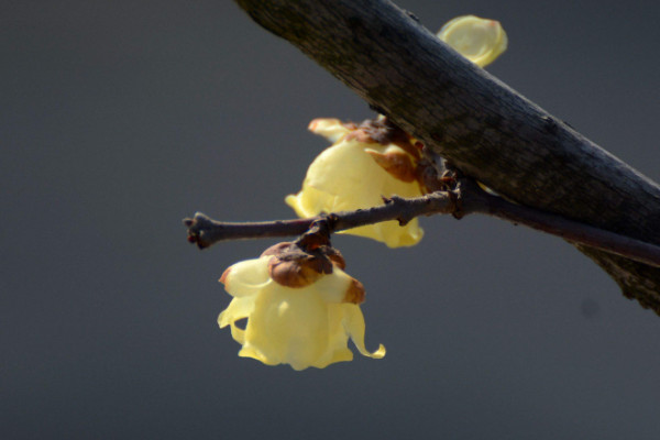 水插臘梅花如何養(yǎng)，枝穗下方葉片要全部剪掉