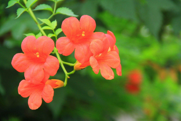 凌霄花怎么過冬，入室保暖并加強光照