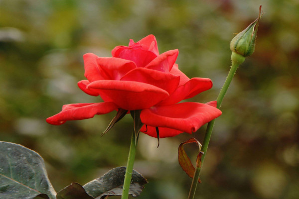 玫瑰花插水怎么存活時(shí)間長(zhǎng)，減少養(yǎng)分消耗最有效