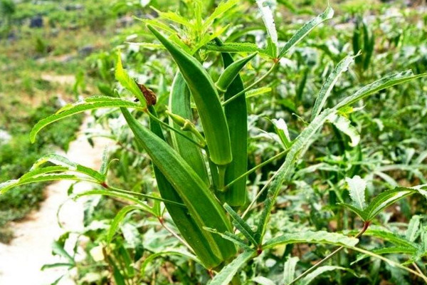 秋葵什么時候打頂，植株高度達到一米時進行