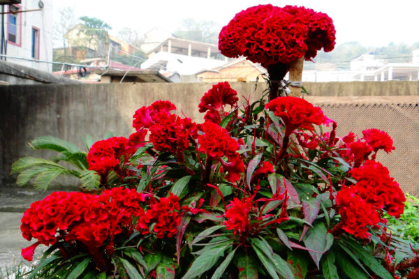 雞冠花怎么越冬，控制溫度并減少澆水