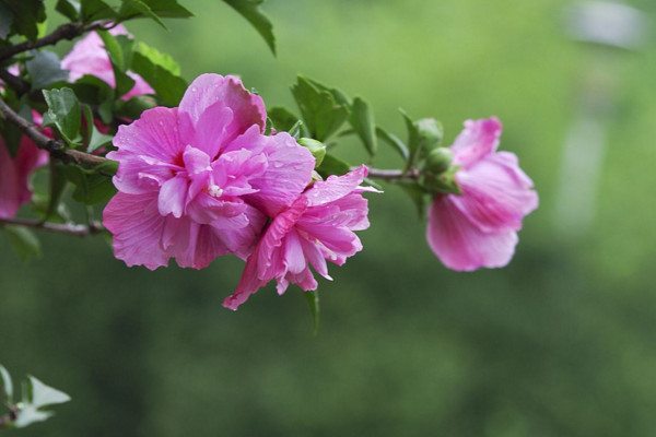 木槿花為什么不開花，可能是光照不足、盆土不適導致