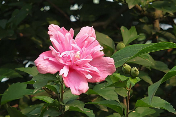 木槿花為什么不開花，可能是光照不足、盆土不適導致