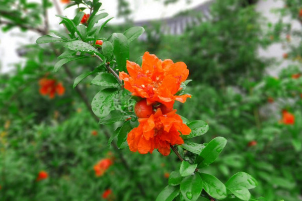 石榴花怎么養才長得好，土壤適宜并保證光照充足