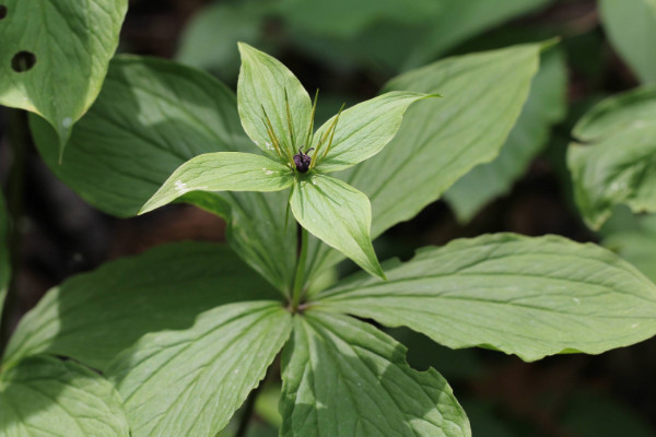 重樓種植技術(shù)，栽植前先花1~2周催芽出苗