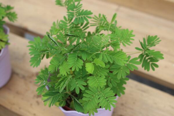 室內不適合養什么花草植物，看到這幾種植物請立即將它搬出去