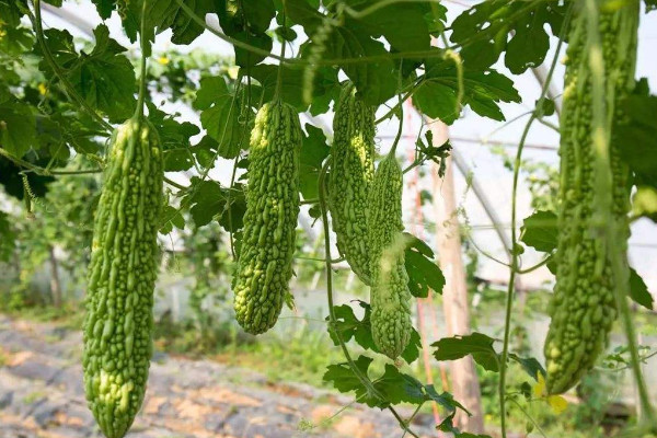 苦瓜種植技術，保障光溫水肥的滋養(搭建生長爬架)