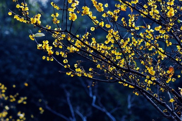 臘梅不開花怎么辦，加強光照并適當施肥