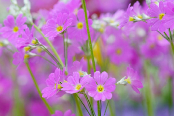 櫻花草的花語，除你之外別無他愛