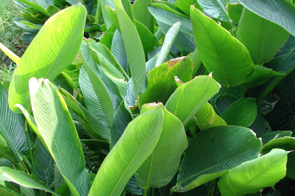 粽葉是什么植物的葉子，蘆葦葉/箬葉/粽巴葉/芭蕉葉等