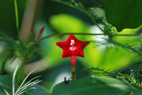 五角星花怎么養(yǎng)，生長(zhǎng)期每個(gè)月施加一次磷鉀肥