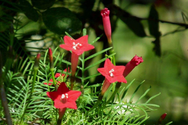 五角星花怎么養(yǎng)，生長(zhǎng)期每個(gè)月施加一次磷鉀肥