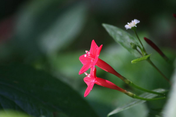 五角星花怎么養(yǎng)，生長(zhǎng)期每個(gè)月施加一次磷鉀肥