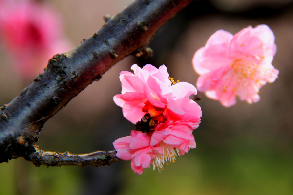 中國的國花是什么花，有提名梅花/牡丹花/菊花等