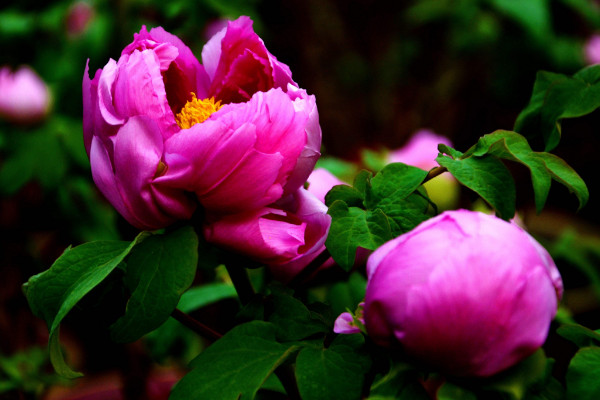 中國的國花是什么花，有提名梅花/牡丹花/菊花等