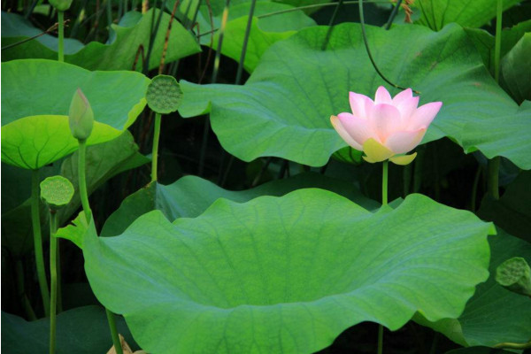 水生植物怎么養，保證光照、水分充足