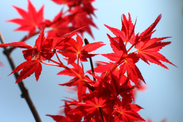 四季紅楓種子種植方法，種子種入土壤前先浸泡1~2日