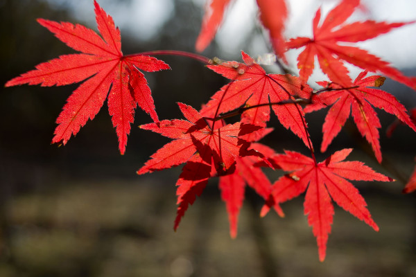 四季紅楓種子種植方法，種子種入土壤前先浸泡1~2日