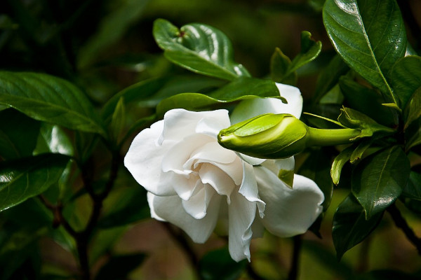 梔子花什么時候長花苞，每年4月左右開始生長