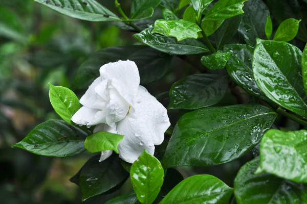 梔子花什么時候長花苞，每年4月左右開始生長