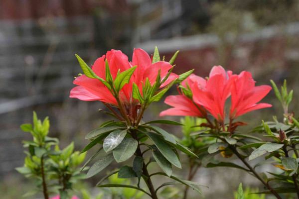 杜鵑花怎么修剪，花期前后疏葉剪殘花