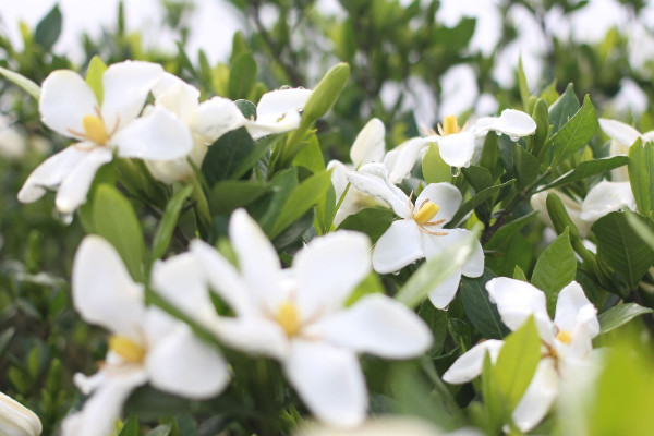 梔子花冬天怎么養，生長適溫不可低于5℃