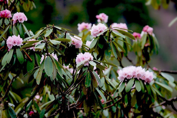 杜鵑花葉子發(fā)黑發(fā)焦，可能是養(yǎng)護方法出現(xiàn)問題