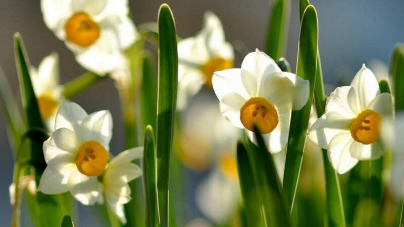 水仙花開完花怎么處理