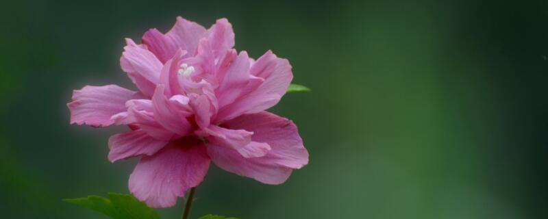 北方家里木槿花怎么養