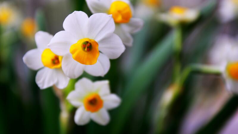 水仙花水培養殖方法