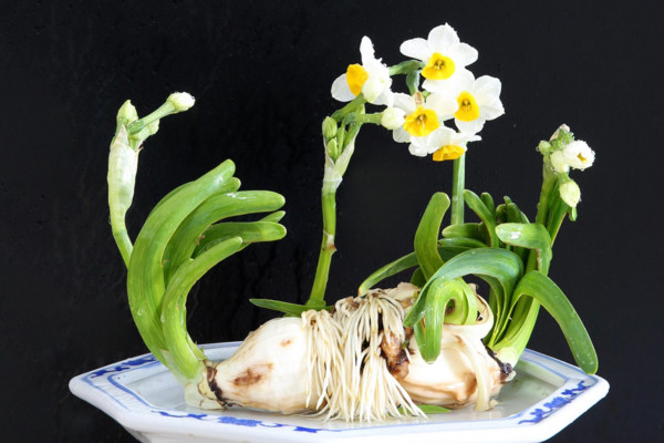 水仙花水培養殖方法