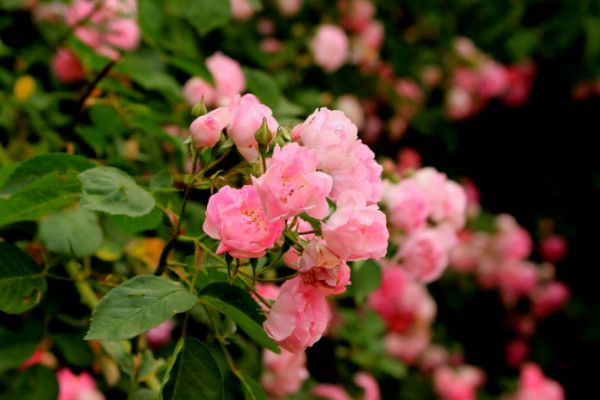 薔薇花怎么種植，播種時間選擇春秋兩季為宜