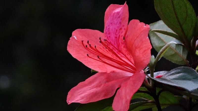 杜鵑花冬天怎么養