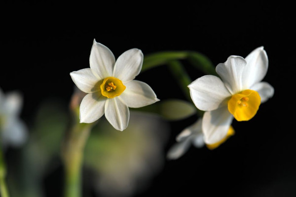 水仙花開敗后怎么處理，四個(gè)方法處理水仙花