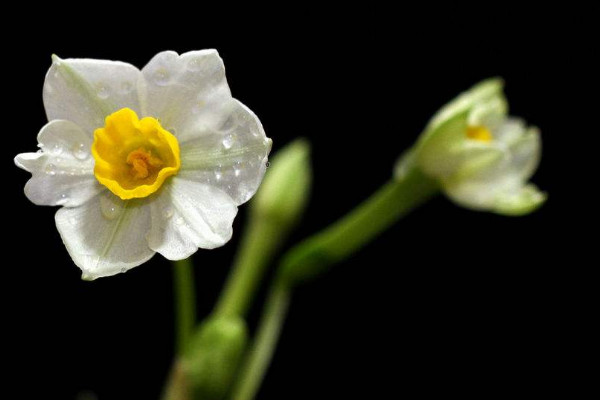 水仙花開敗后怎么處理，四個(gè)方法處理水仙花