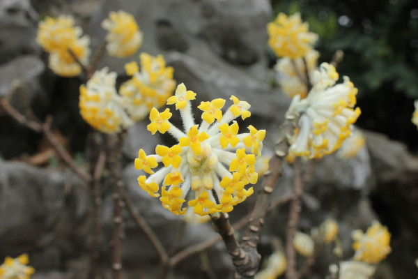 結香花什么時候開花，每年3~4月份開放