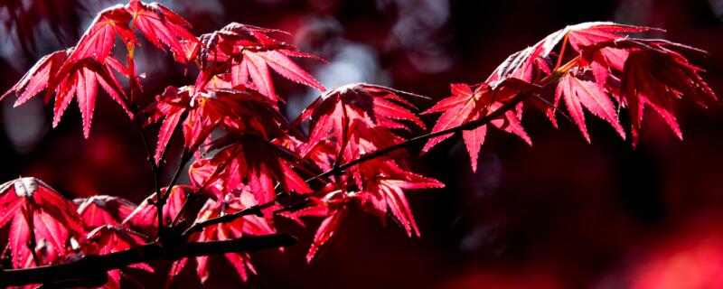 紅楓開花嗎