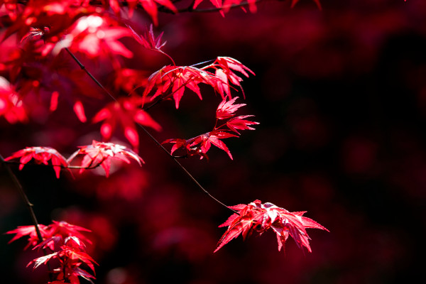 紅楓開花嗎