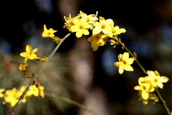 迎春花是完全花嗎