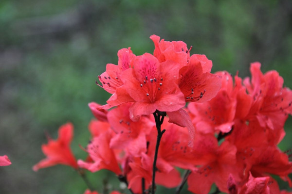 云霧山杜鵑花什么時候開