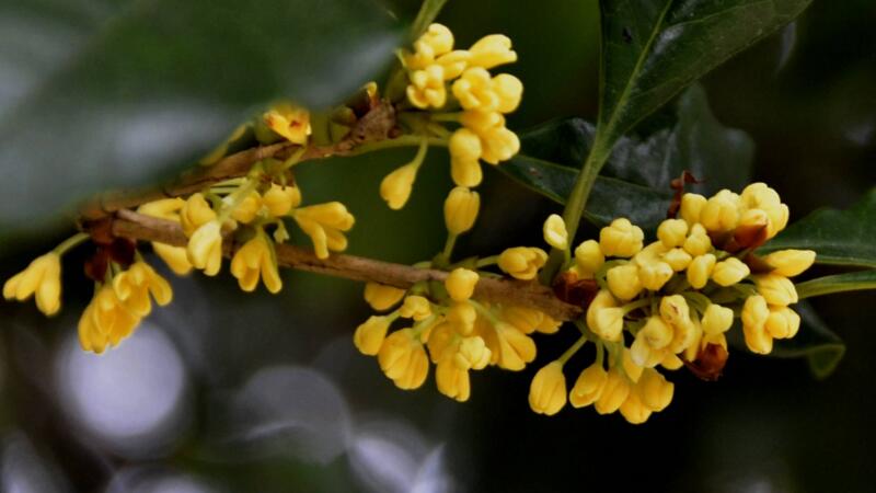 桂花盆栽怎么養