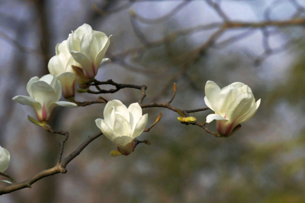 白玉蘭花的養殖方法