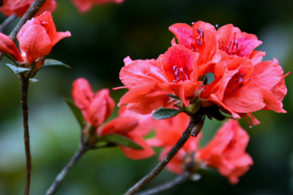 杜鵑花花苞干了怎么辦