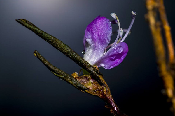 干枝杜鵑花怎么養