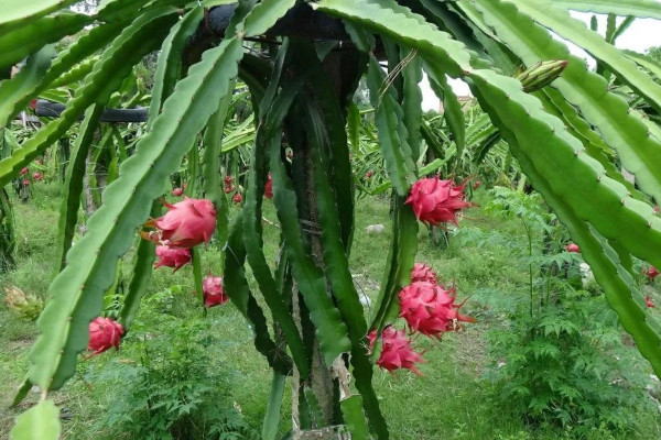 火龍果家庭種植方法