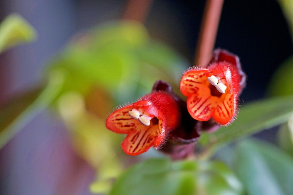 口紅吊蘭一年開幾次花