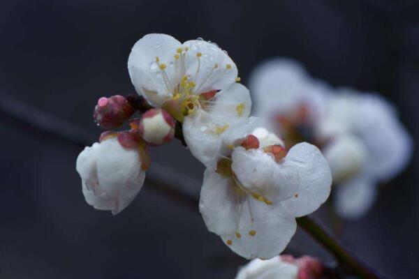 臘梅鮮切花怎么養(yǎng)護