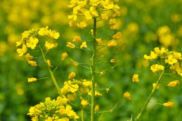 油菜花花語